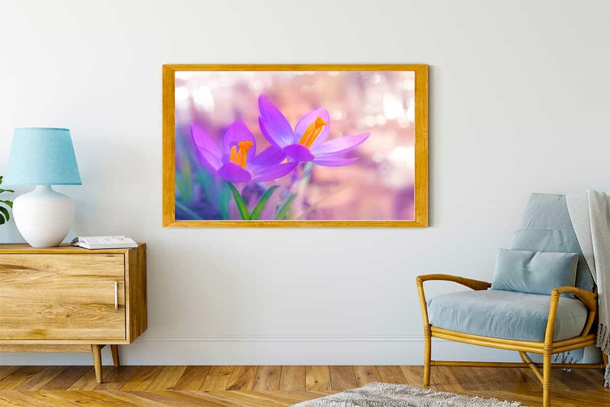 Diamond Painting - Violetter Krokus - gedruckt in Ultra-HD - Blumen, Horizontal, Krokus