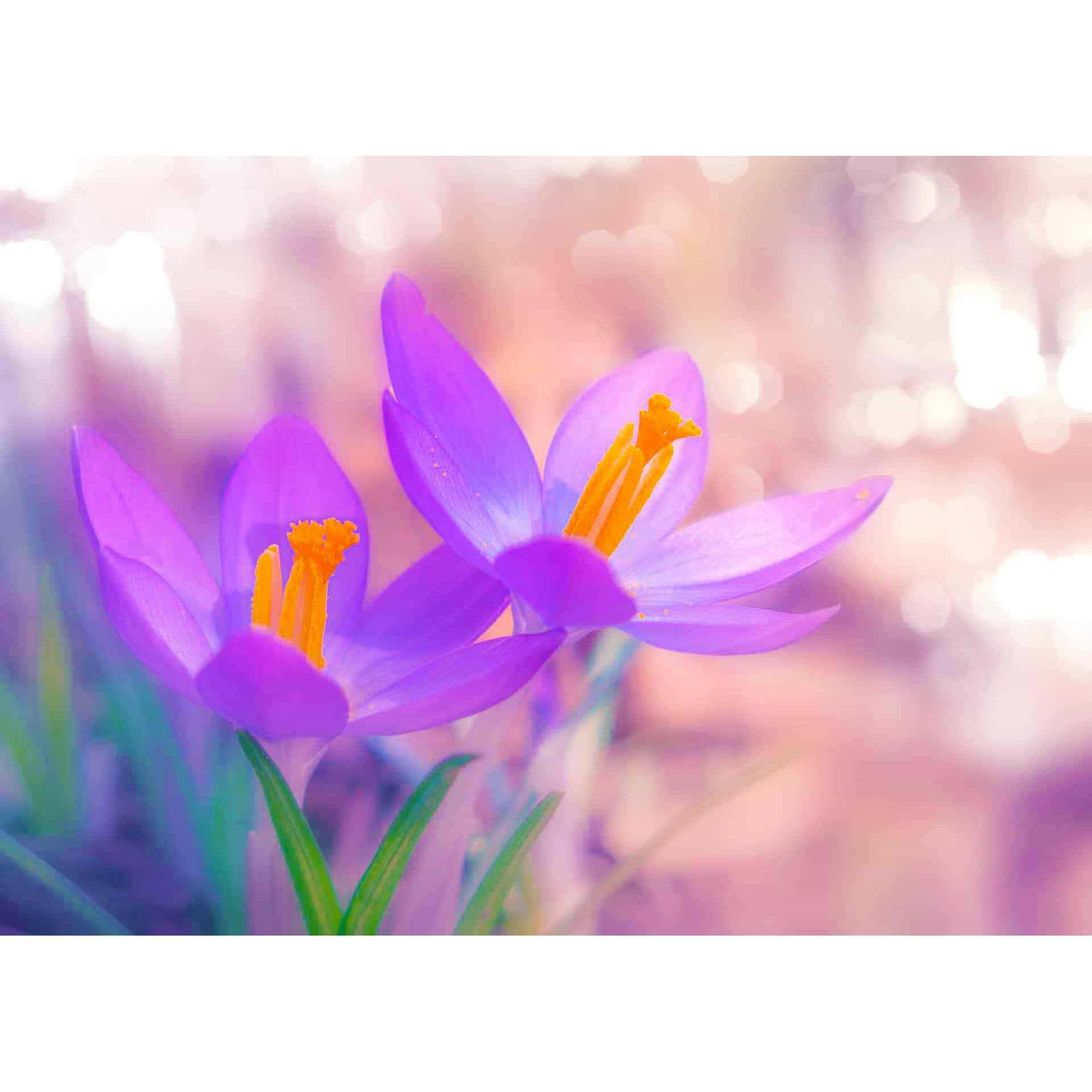 Diamond Painting - Violetter Krokus - gedruckt in Ultra-HD - Blumen, Horizontal, Krokus