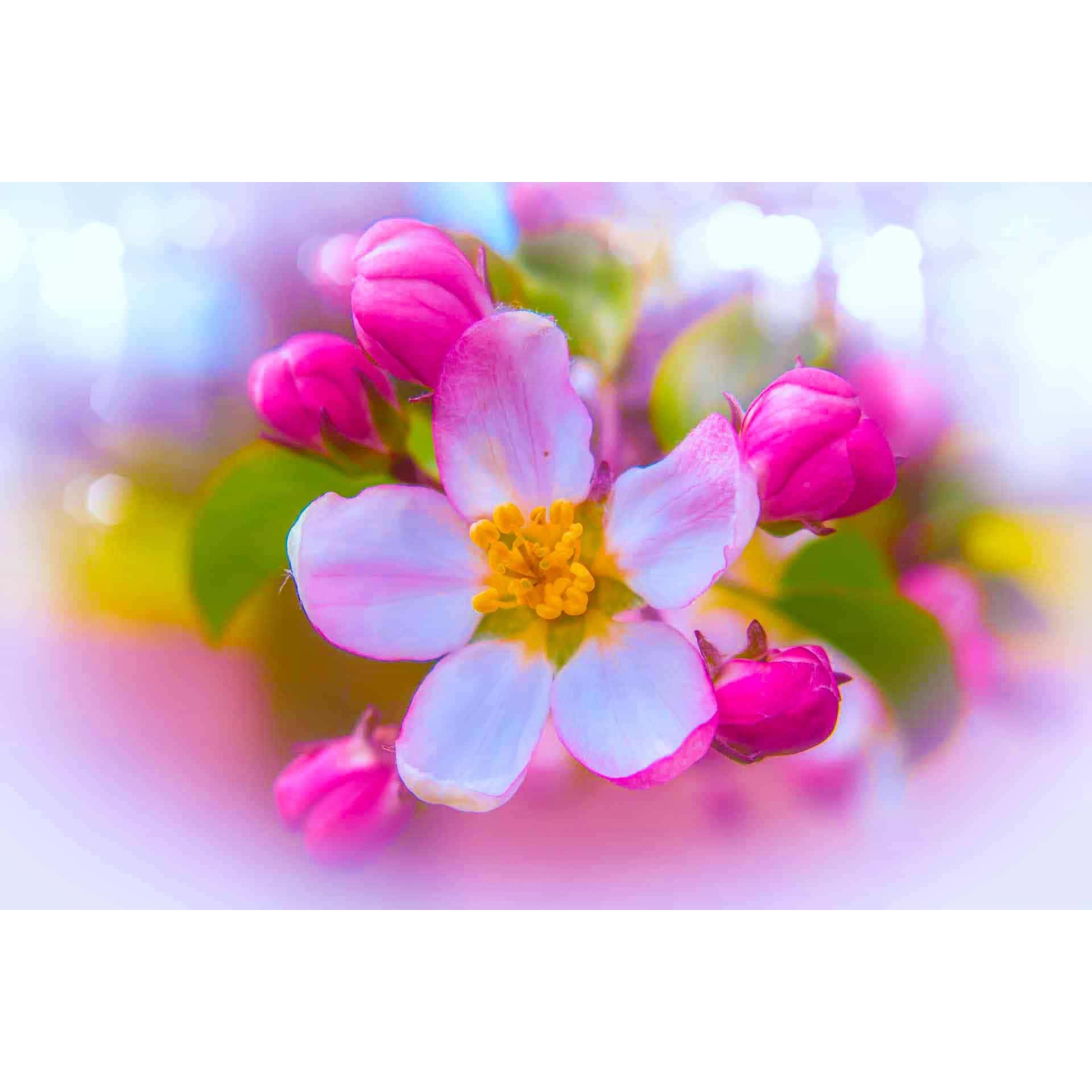 Diamond Painting - Kirschblüte und Knospen - gedruckt in Ultra-HD - Blumen, Horizontal